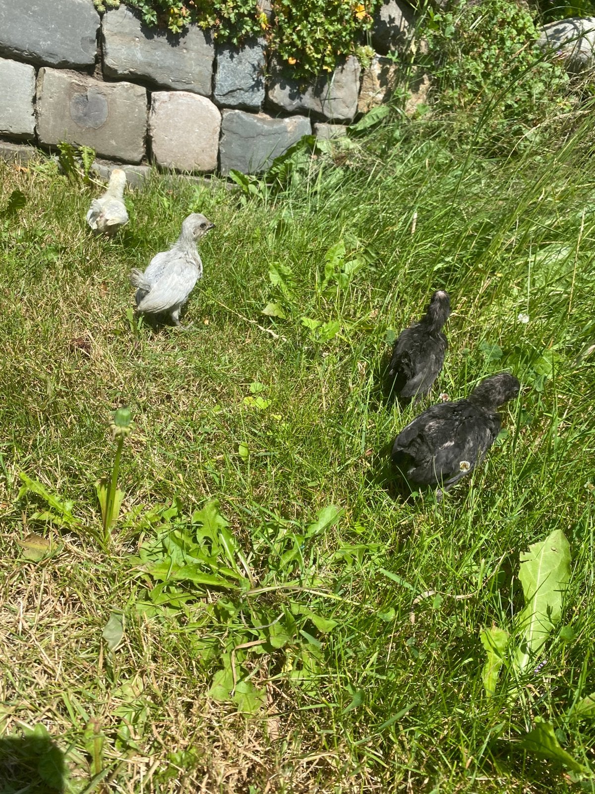 Watermaalse baardkriel kuikens hennen, Meerdere dieren, Kip