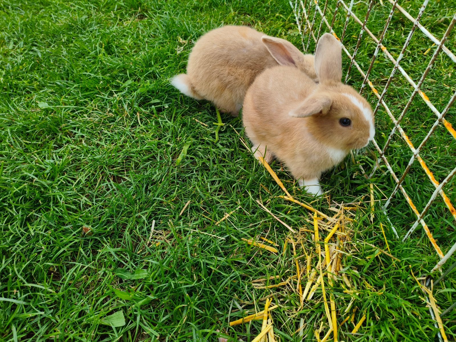 Dwerghangoor konijntjes, Dieren en Toebehoren, Meerdere dieren, Dwerg, Hangoor, 0 tot 2 jaar
