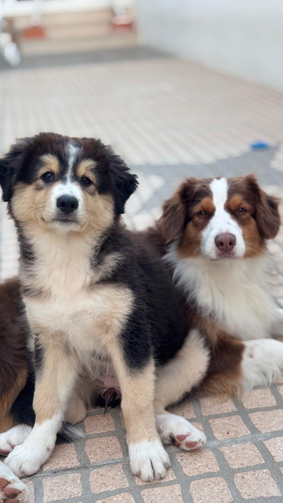 Australische Herder Black Tricolor, Dieren en Toebehoren, België, Particulier, 8 tot 15 weken, Meerdere