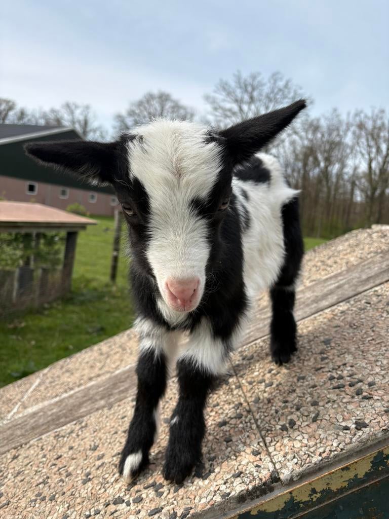 Nederlands bonte melkgeit bokje, Dieren en Toebehoren, Mannelijk, Geit, 0 tot 2 jaar