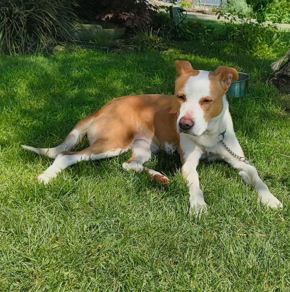 Stafford x Border Collie, Teef, Eén hond, Nederland, Particulier
