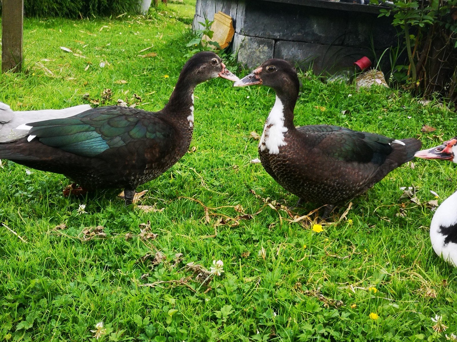 kaaps koppel, Dieren en Toebehoren, Pluimvee, Meerdere dieren, Eend