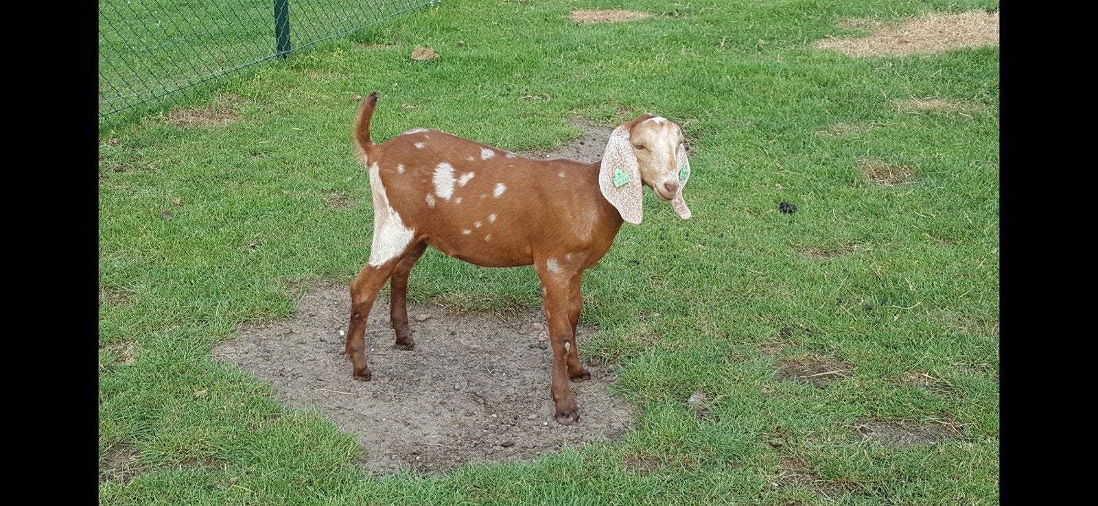 GEZOCHT: Nubische geit in deze kleur., Vrouwelijk, Geit, 0 tot 2 jaar
