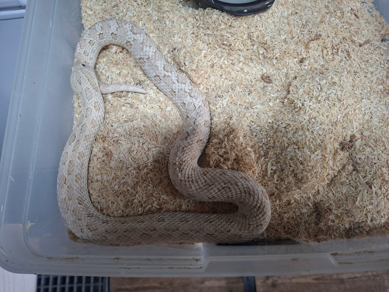 hognose toxic 1.1, Slang, 0 tot 2 jaar