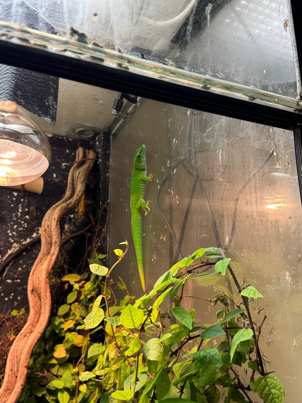 Phelsuma Grandis volwassen man te koop, Dieren en Toebehoren, Hagedis, 0 tot 2 jaar