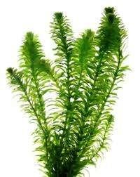 Waterpest zuurstofplant vijverplant Koidreams Valburg