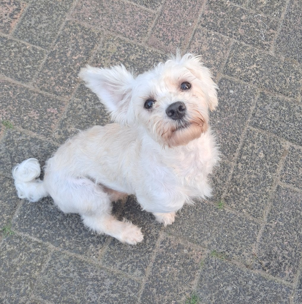Melvin is in Nederland, Maltezer, Particulier, Reu, 1 tot 2 jaar
