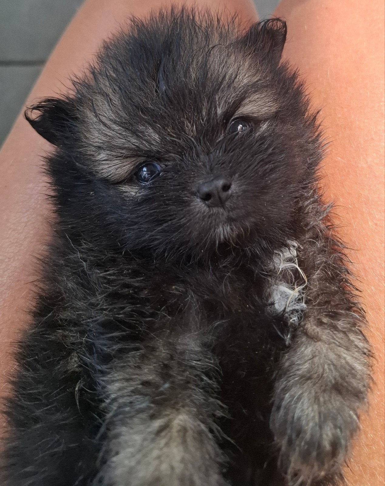 Pomeriaan pups, Dieren en Toebehoren, 8 tot 15 weken, Meerdere, Meerdere dieren, Nederland