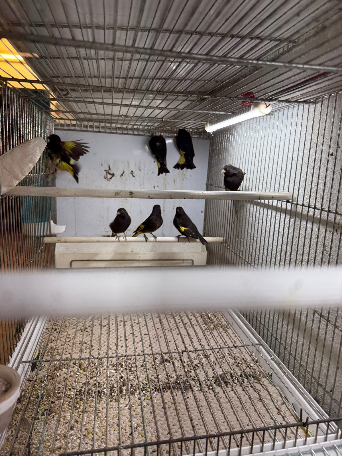 Zwarte sijzen, Dieren en Toebehoren, Meerdere dieren, Tropenvogel, Geringd