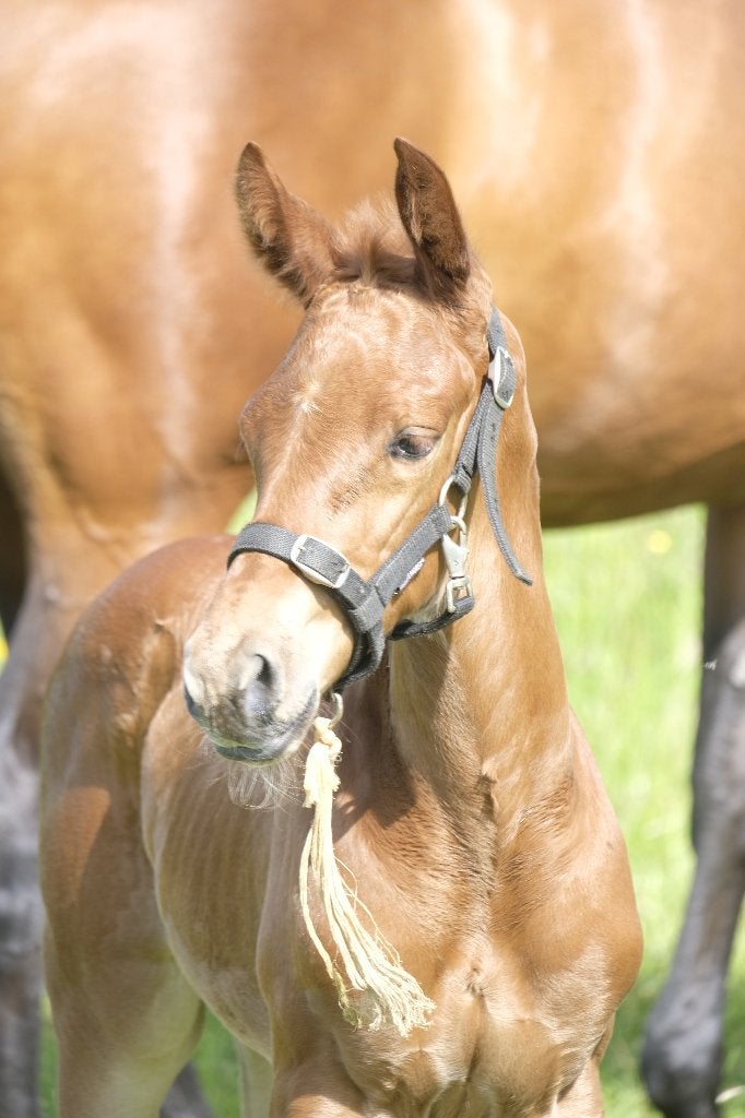 2 chique merrie veulens uit predicaat rijke stammen, Dieren en Toebehoren, Paarden, Merrie, Met stamboom, Dressuurpaard, 0 tot 2 jaar