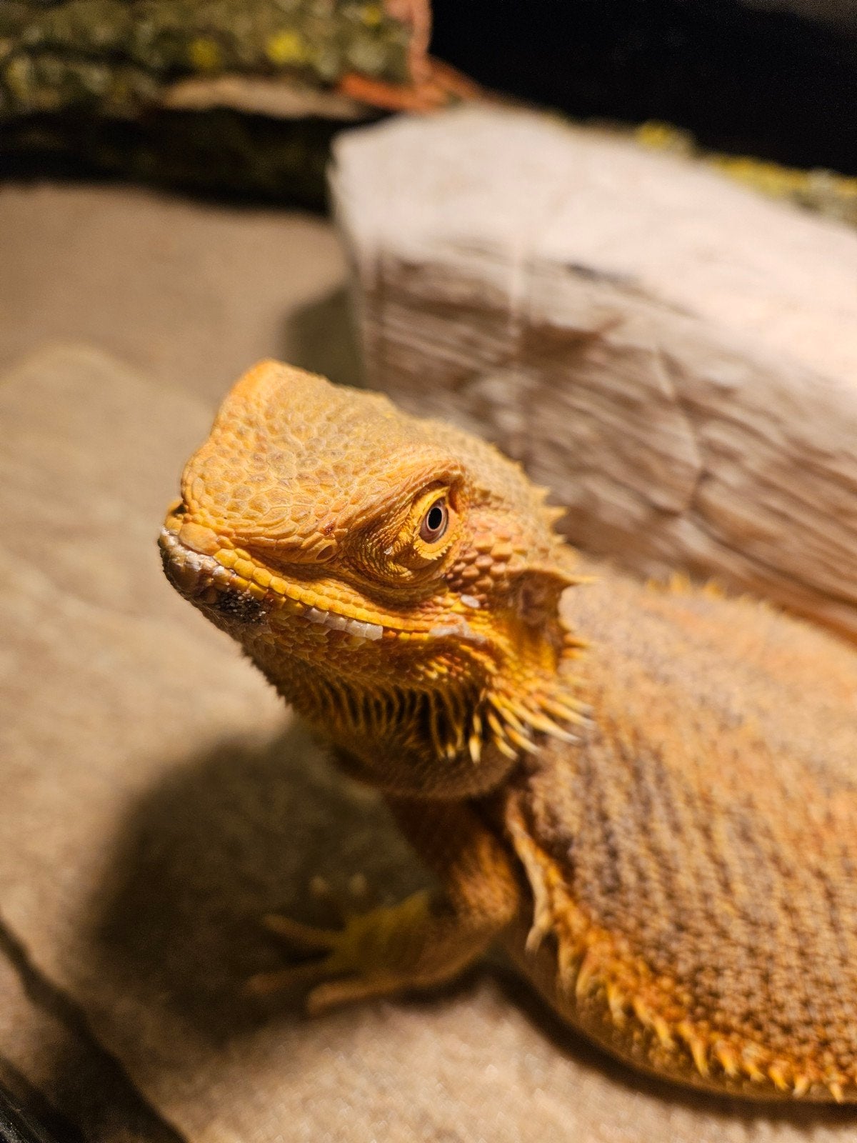 Baardagaam -  Vrouw - Inclusief Terrarium. Bearded Dragon photo 2
