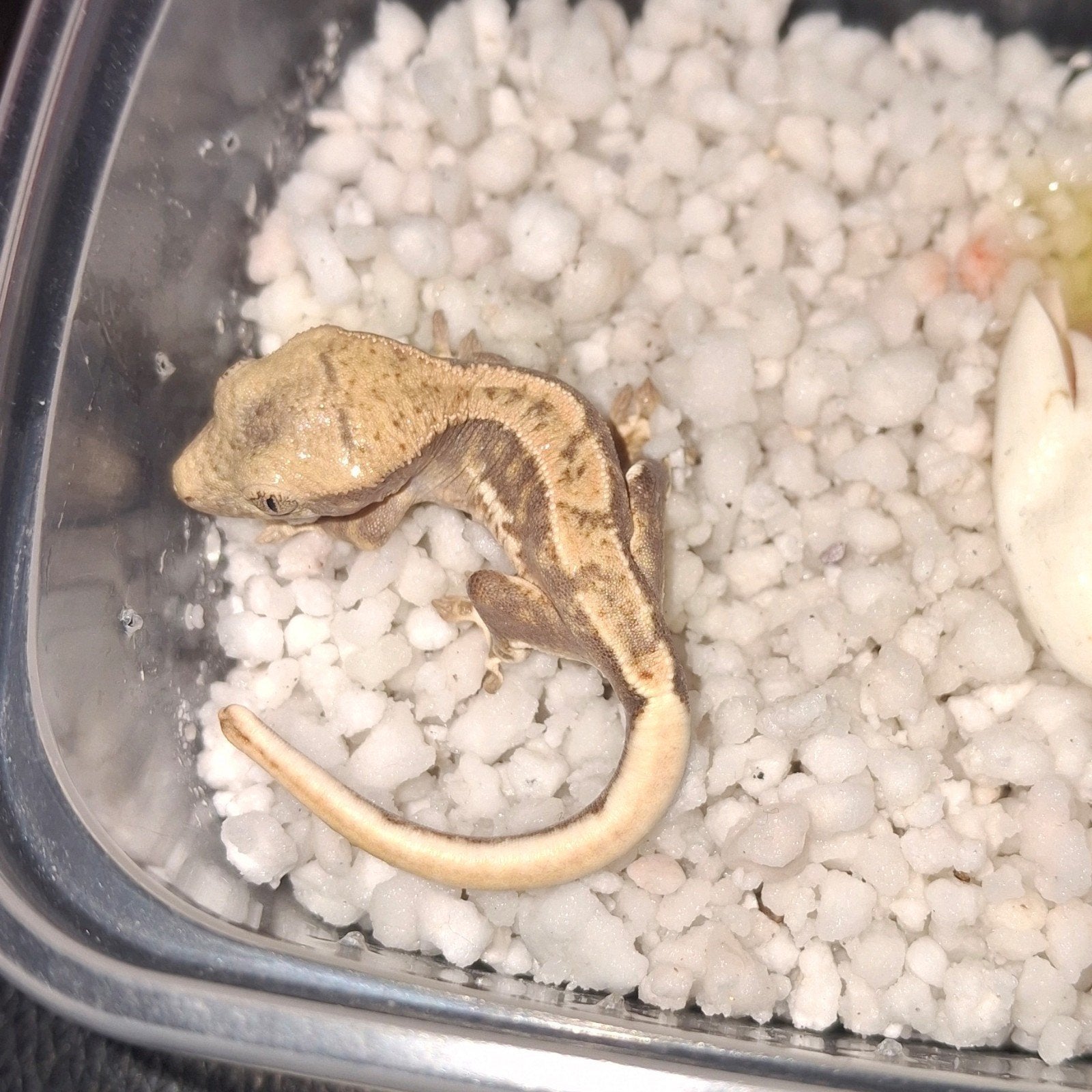 Leuke tricolor lilly white wimpergekko/crested gecko 0.0.1 Crested Gecko photo 4