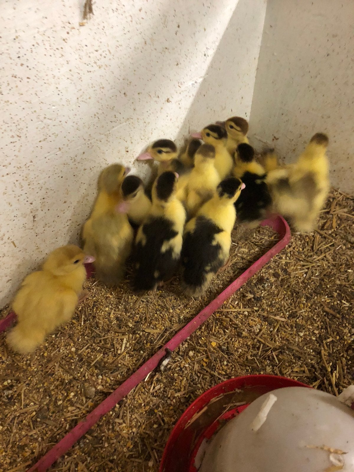 Kaapse eenden kuikens, Meerdere dieren