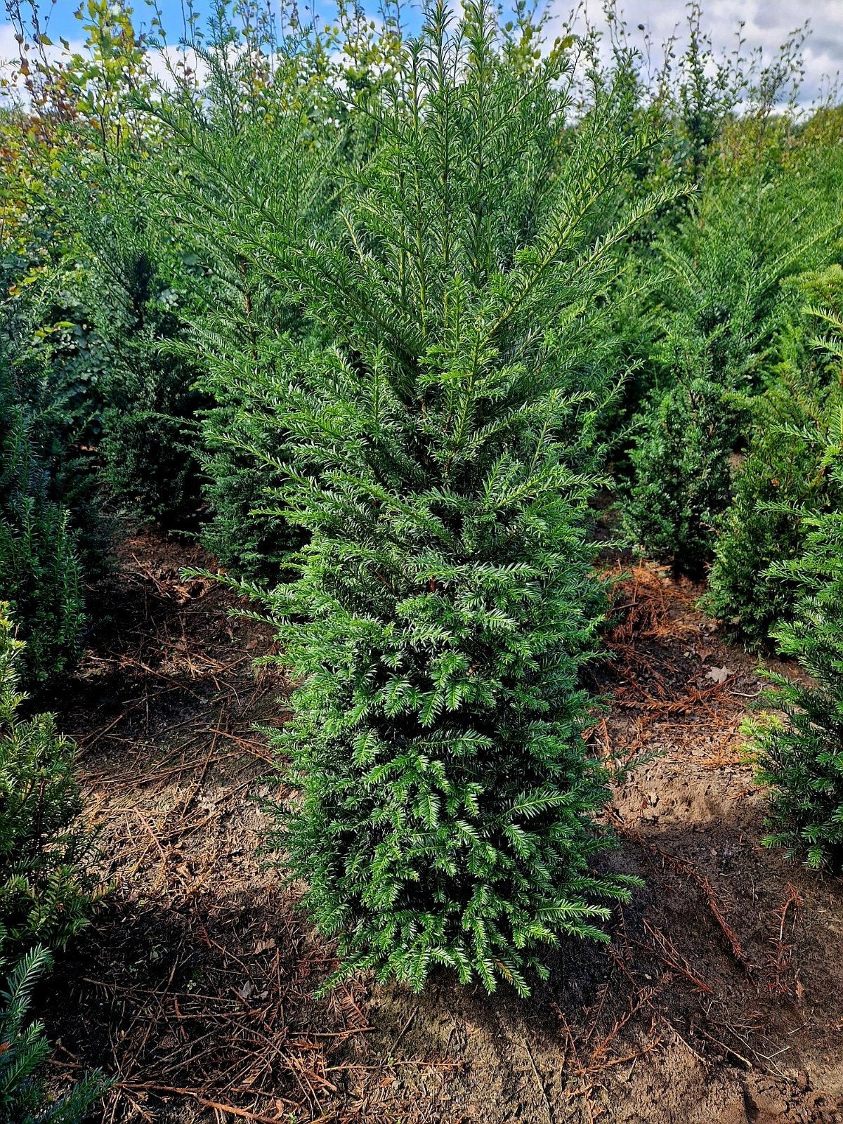 Taxus baccata 🌳 wintergroene haagplant🌳, Ophalen, Conifeer, 100 tot 250 cm
