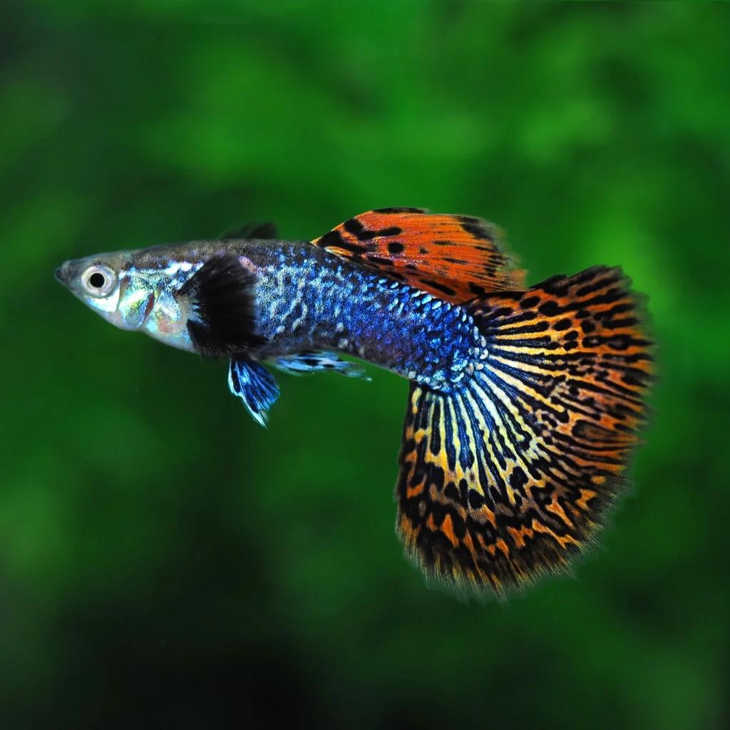Red Dragon Snakeskin Guppy – Kerngezond & Kleurrijk!, Vis