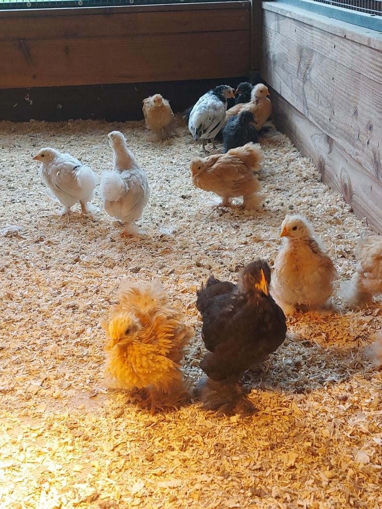 Cochin kriel kuikens, Plymouth rock en lakenvelders, Geslacht onbekend, Kip