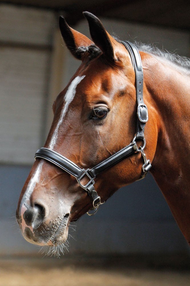 Harry's Horse Leren Halster met zilver bies, Cob, Full, Dieren en Toebehoren, Paarden en Pony's | Hoofdstellen en Tuigage, Nieuw