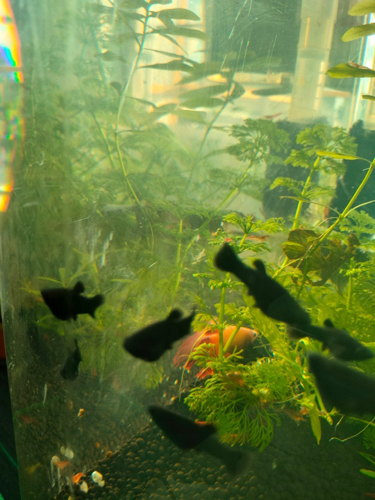 Black Molly 5 voor €3, Vis, Zoetwatervis, Schoolvis