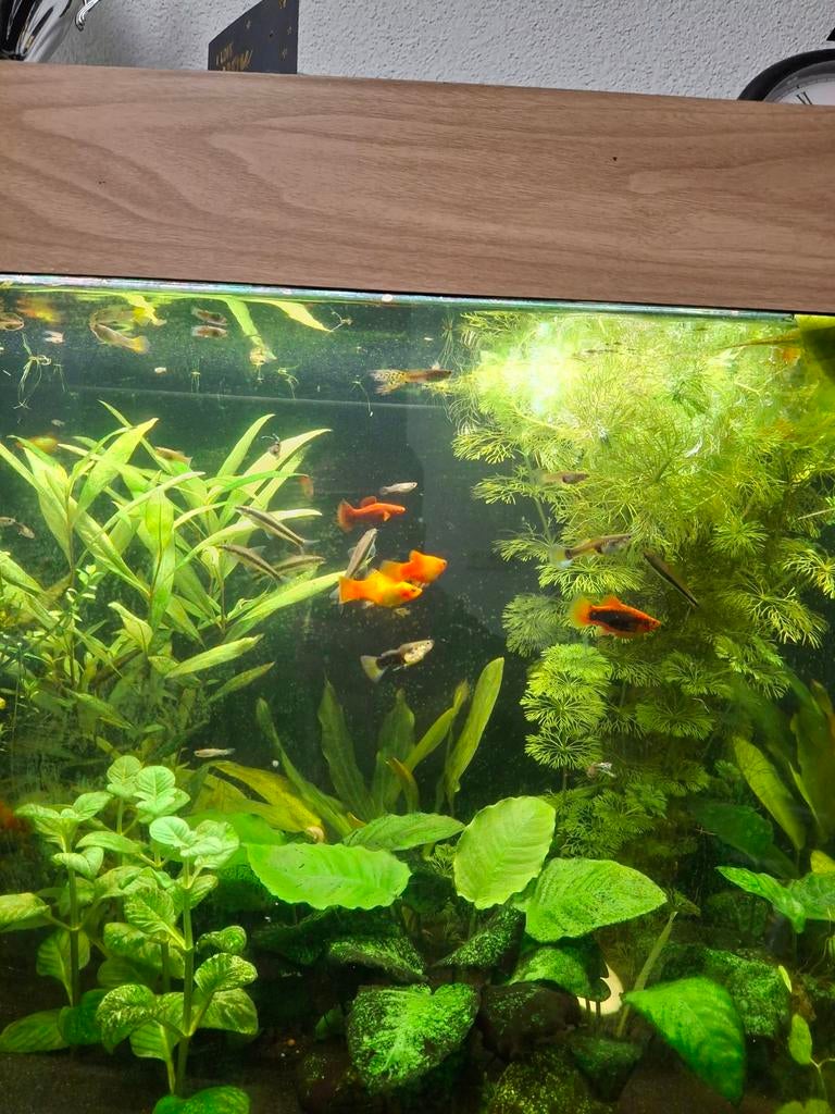 Te koop guppen, Vis