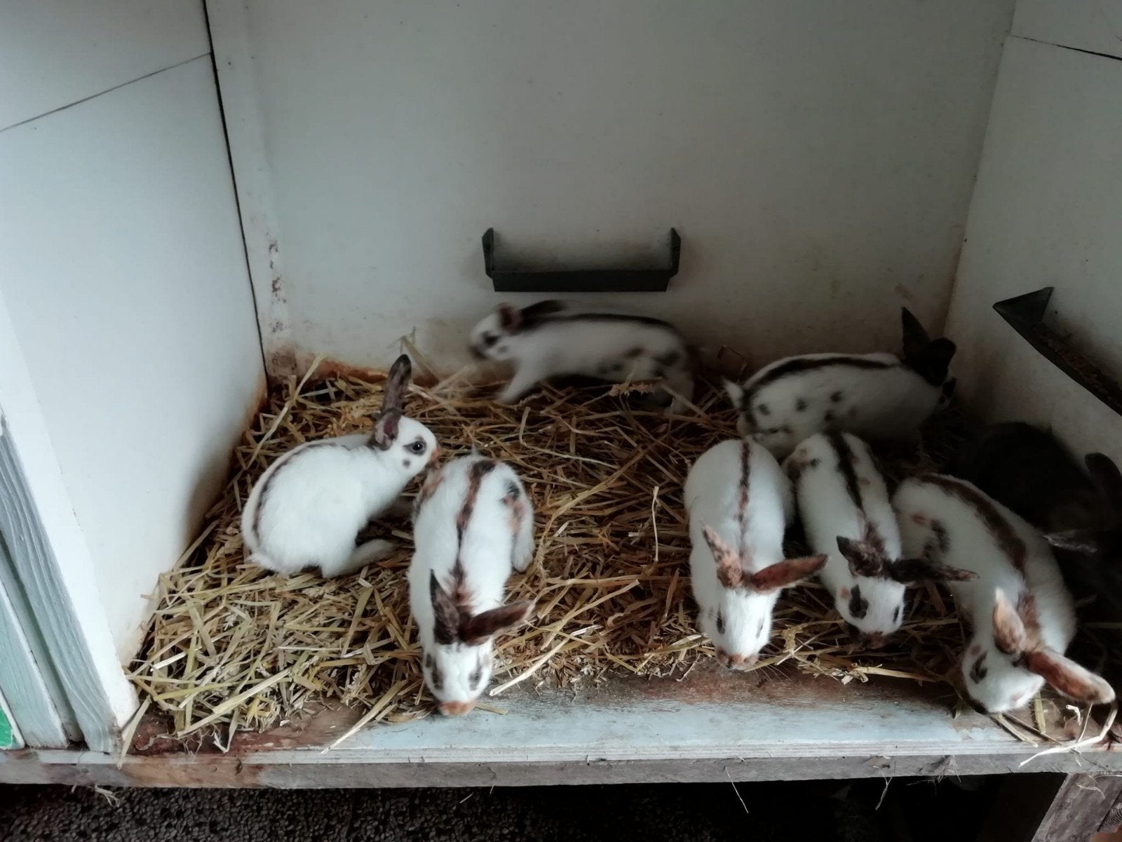 Rijnlander middelgroot te koop, Dieren en Toebehoren, Meerdere dieren, Middelgroot, 0 tot 2 jaar
