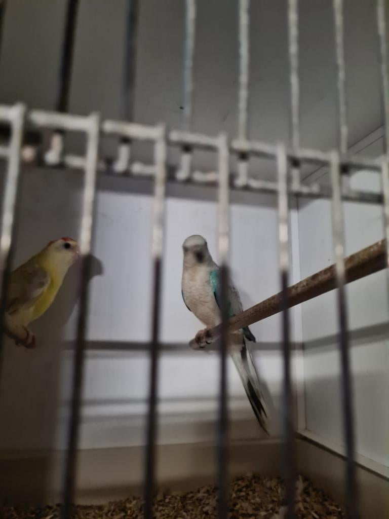 Koppel roodruggen, Dieren en Toebehoren, Vogels | Kanaries, Meerdere dieren, Kleurkanarie