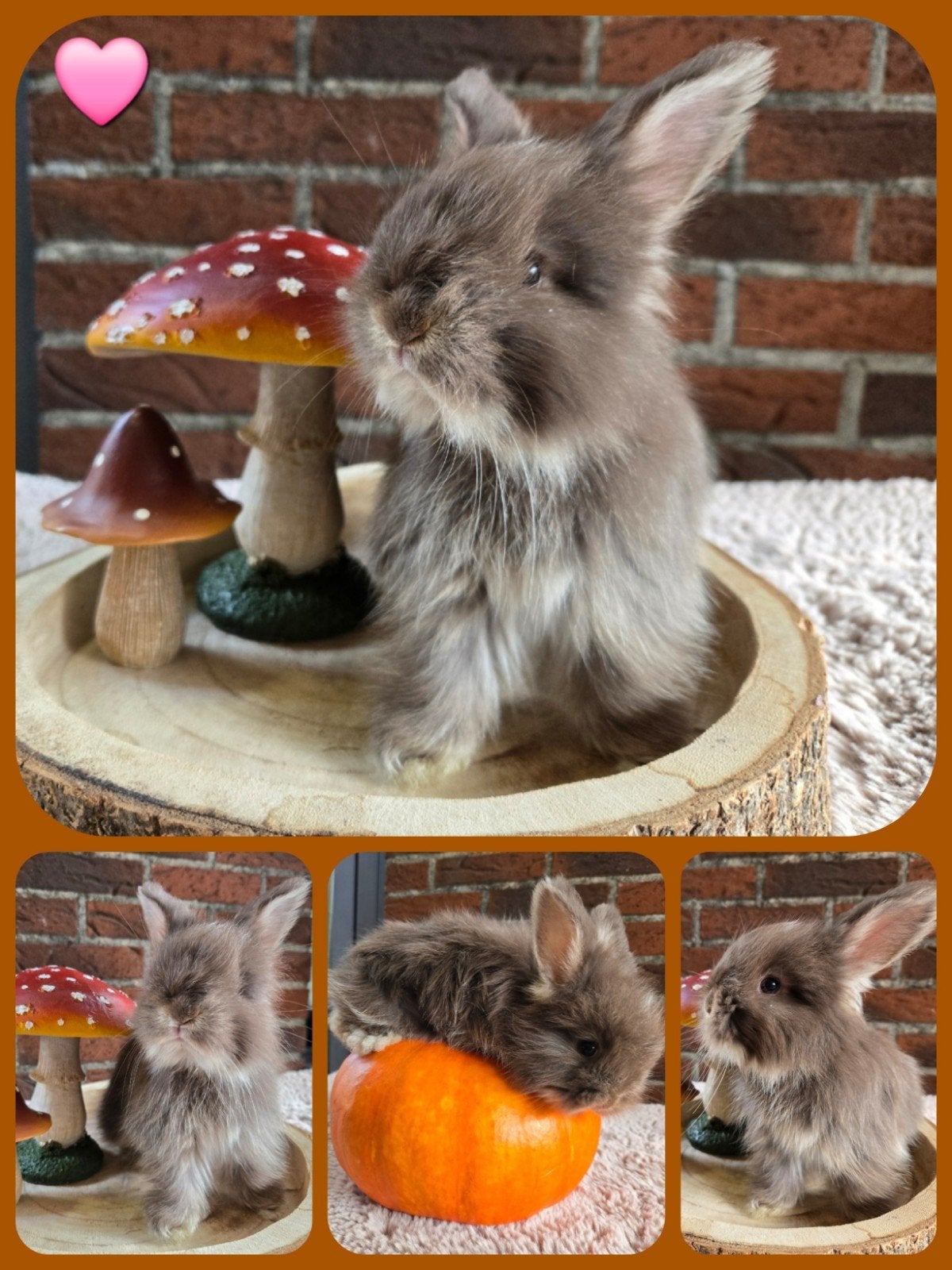 Engelse Angora, Meerdere dieren, Dwerg