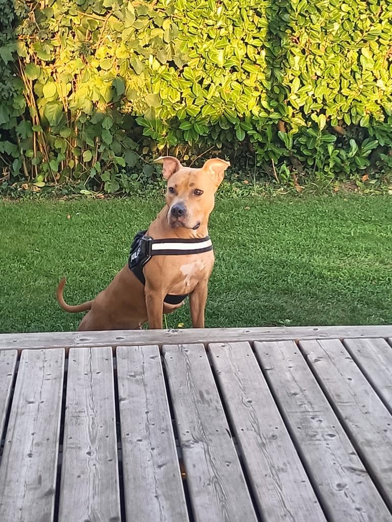 Liefdevol thuis gezocht voor onze lieve Amstaff dame., Dieren en Toebehoren, Honden | Jack Russells en Terriërs, American Staffordshire Terriër