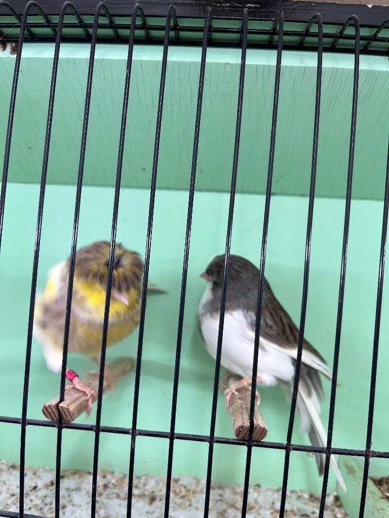 Koppel glosters, Meerdere dieren, Postuurkanarie