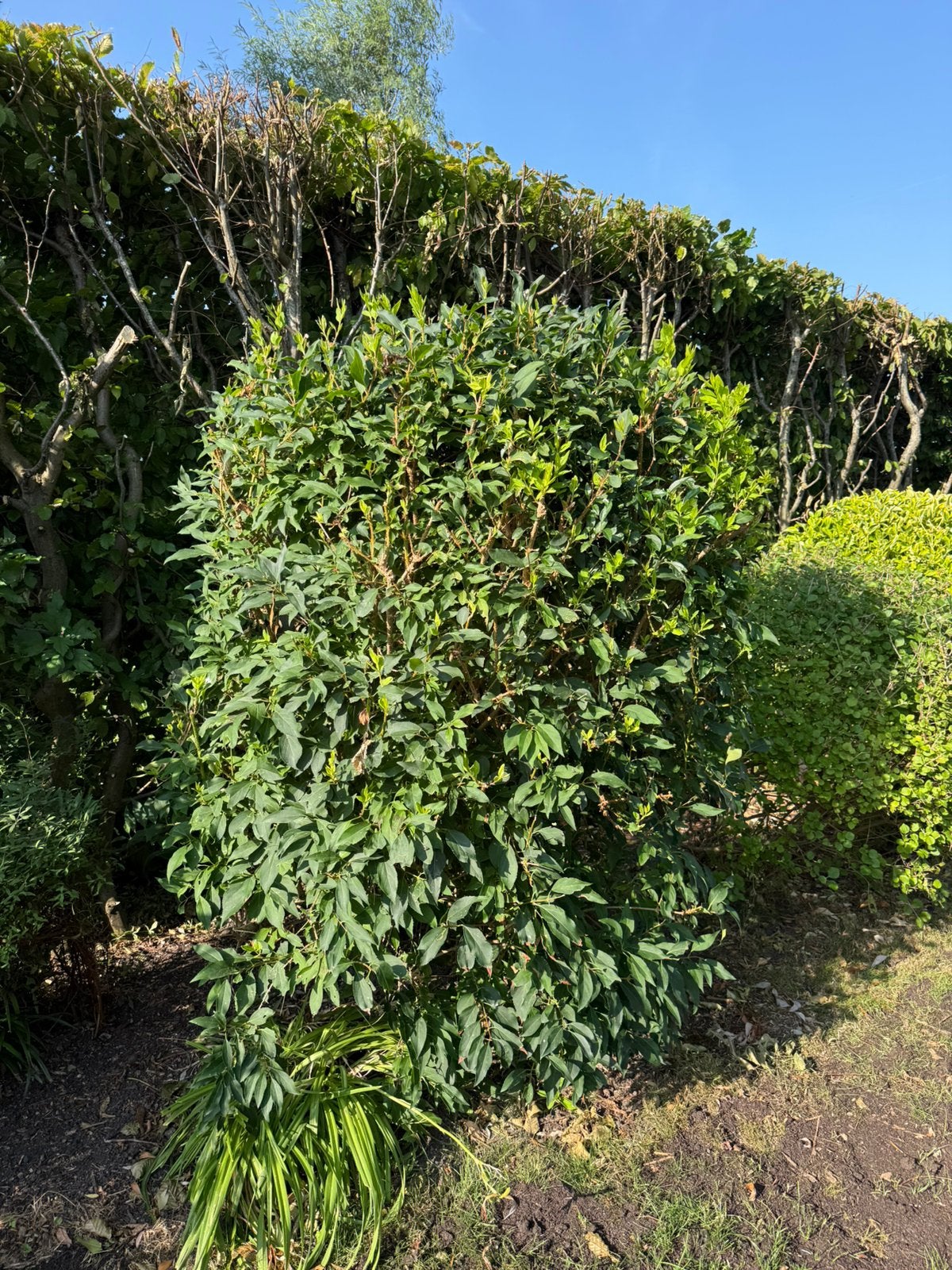 Drie struikjes - portugese laurier, japanse kardinaalmuts, Ophalen, Laurier, 100 tot 250 cm