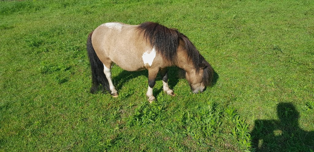Super mooi mini dekhengstje, Dieren en Toebehoren, Pony's, Hengst, Niet van toepassing, A pony (tot 1.17m), Recreatiepony, 0 tot 2 jaar