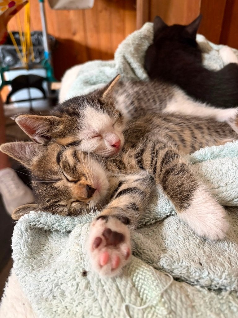 Kittens, Meerdere dieren, Kortharig, 0 tot 2 jaar
