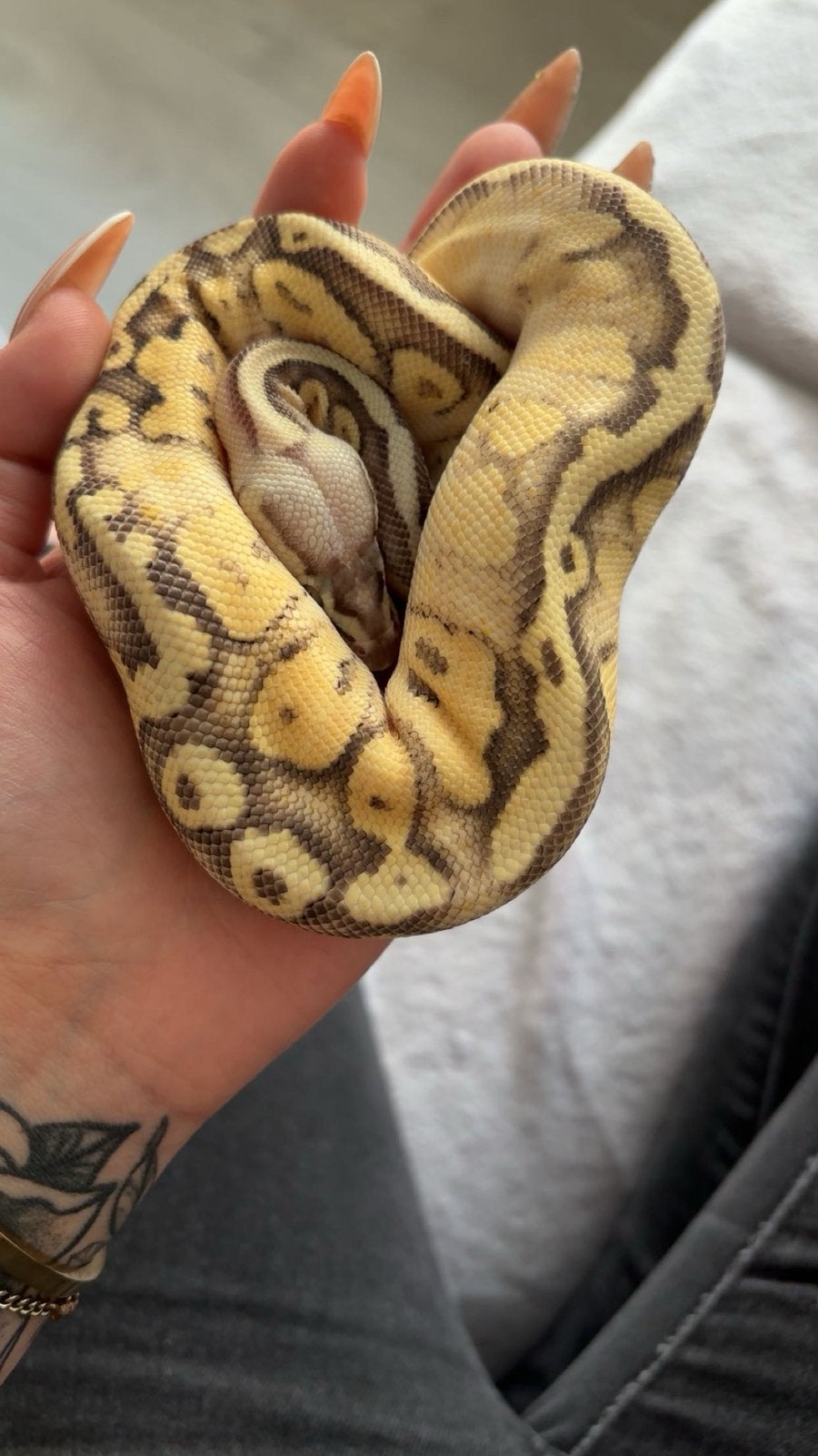 Python regius Ball Python photo 2
