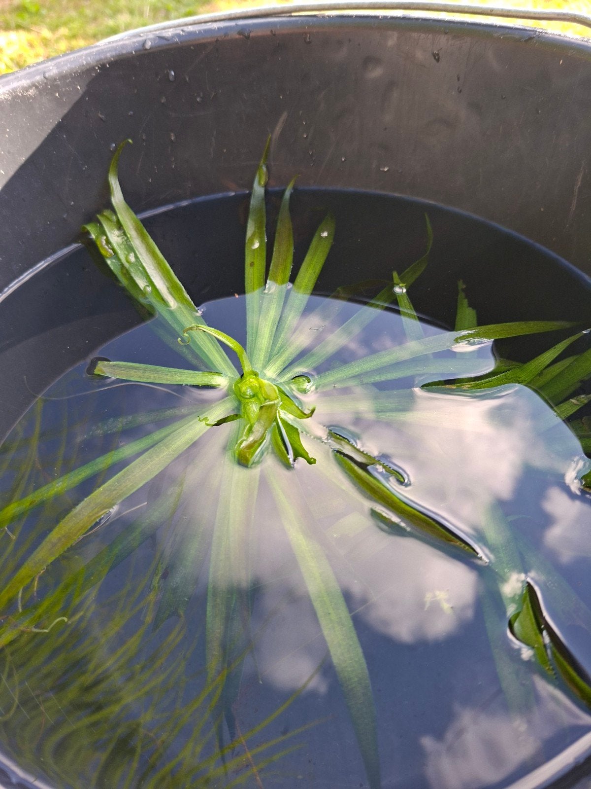 krabbescheer vijverplanten, Tuin en Terras, Ophalen, Zo goed als nieuw