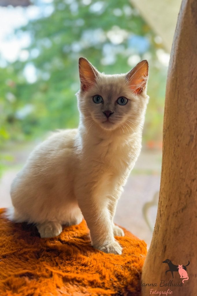 Ragdoll kittens met Stamboom, Meerdere dieren, Met stamboom, 0 tot 2 jaar