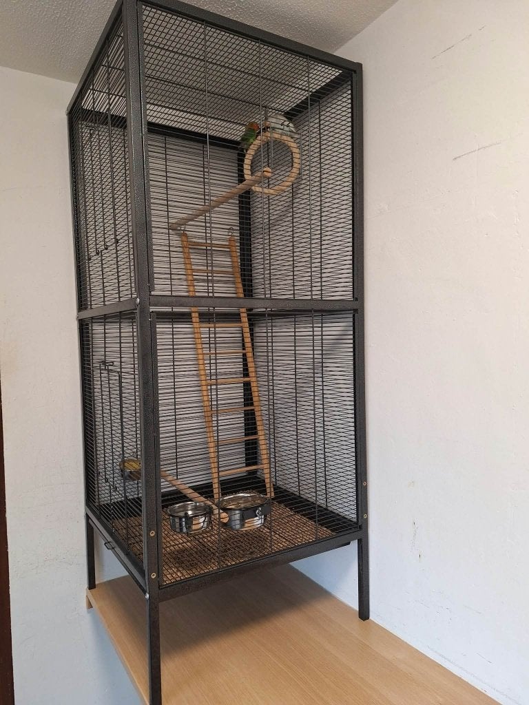 Twee jonge agapornis fischeri dwergpapegaaien Met mooie kooi, Ophalen, Zo goed als nieuw, Metaal, Vogelkooi