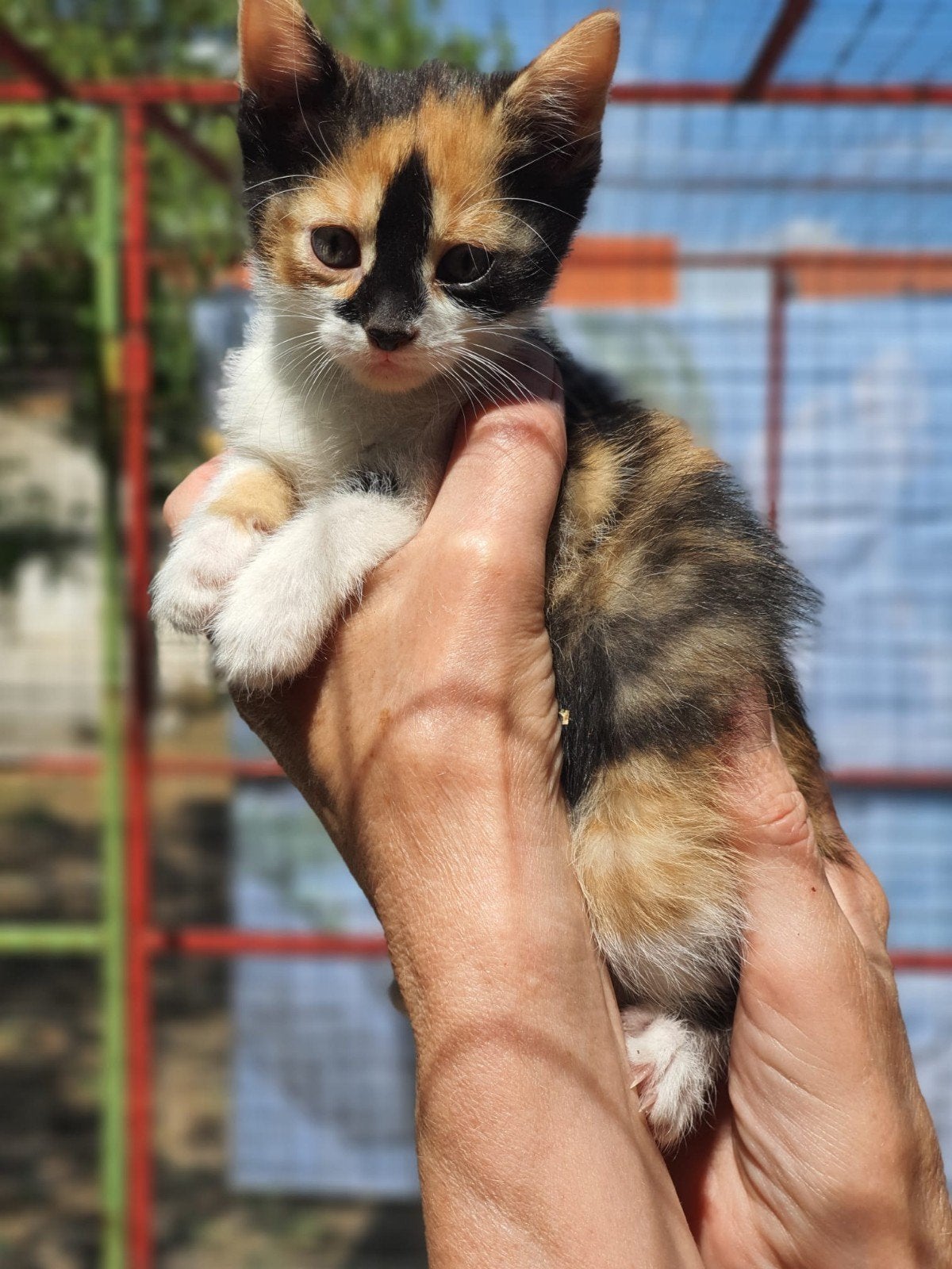 Mini kittens, Dieren en Toebehoren