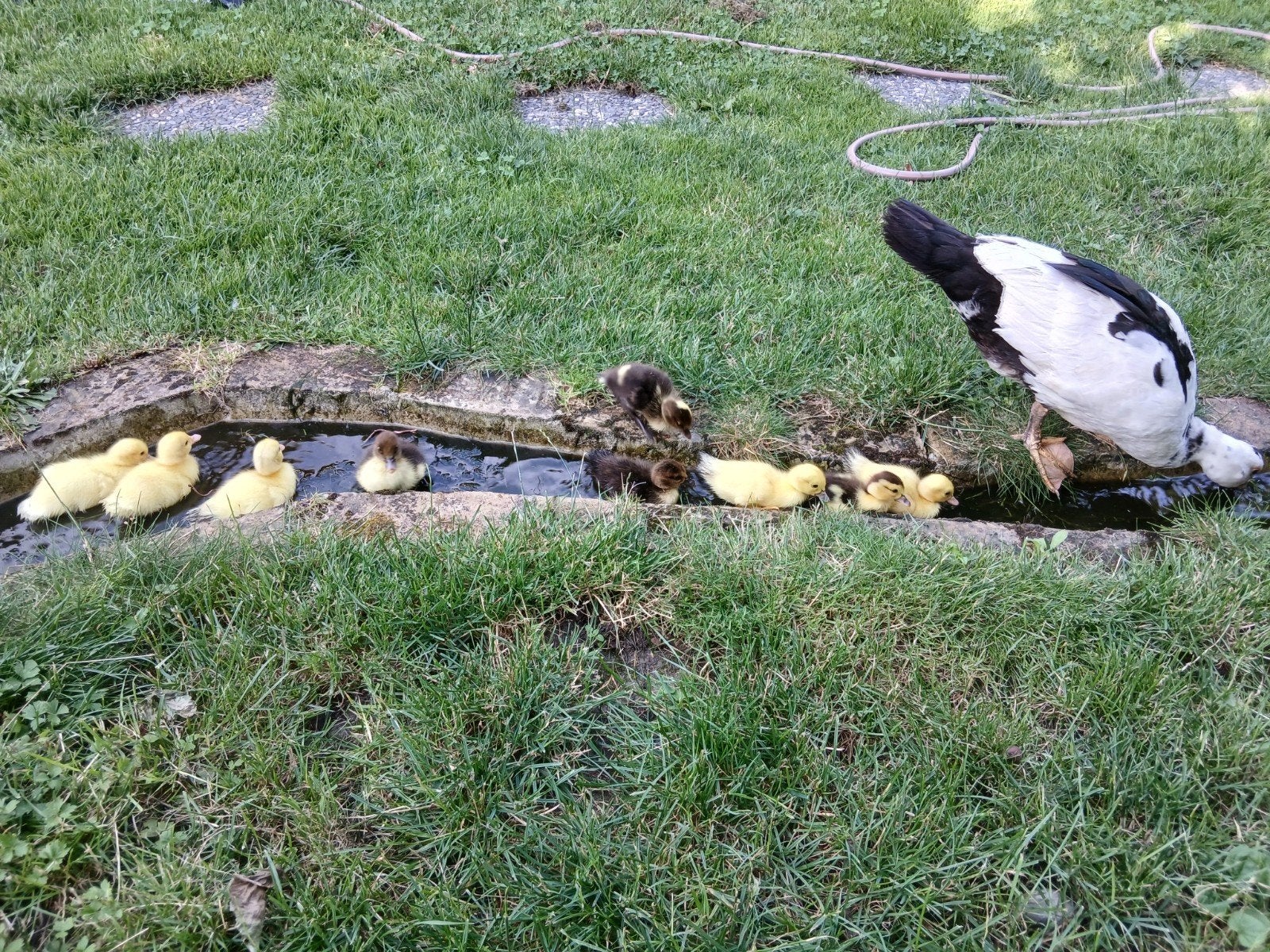 Pulletjes muskuseend, Dieren en Toebehoren, Pluimvee, Mannelijk, Eend