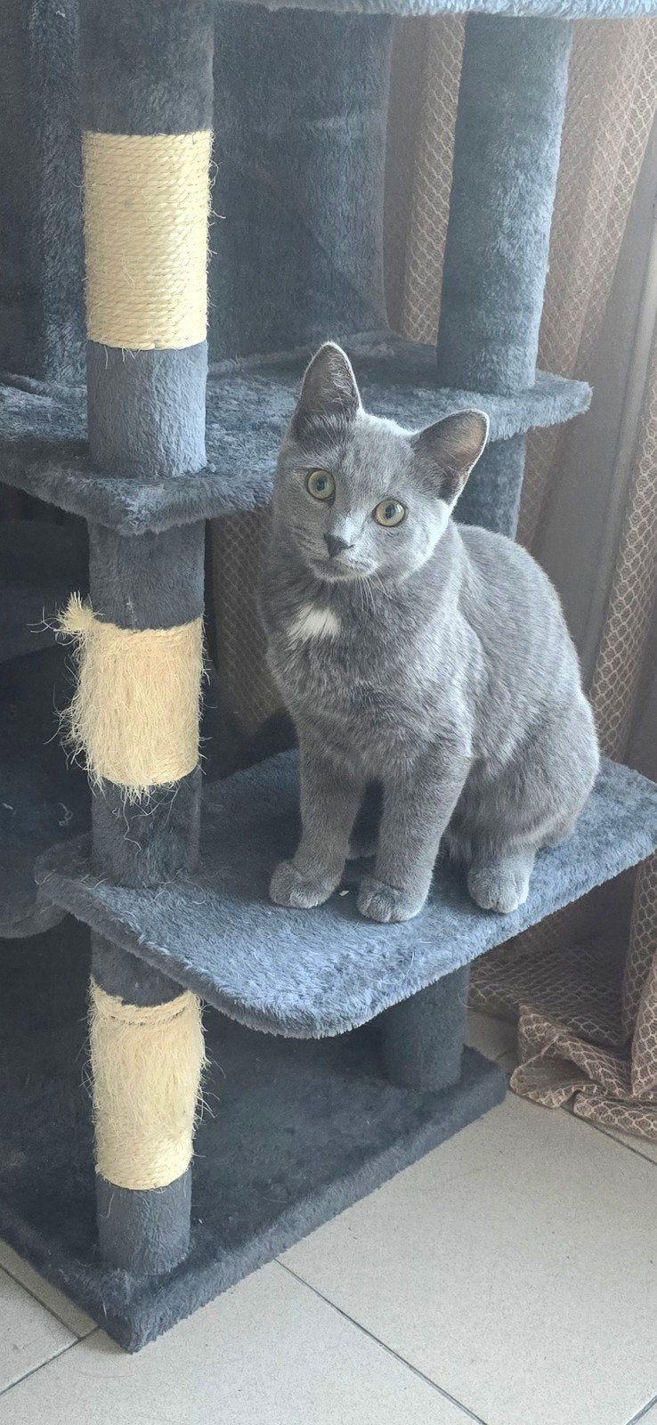 ragdoll, Kater, Ontwormd, 0 tot 2 jaar