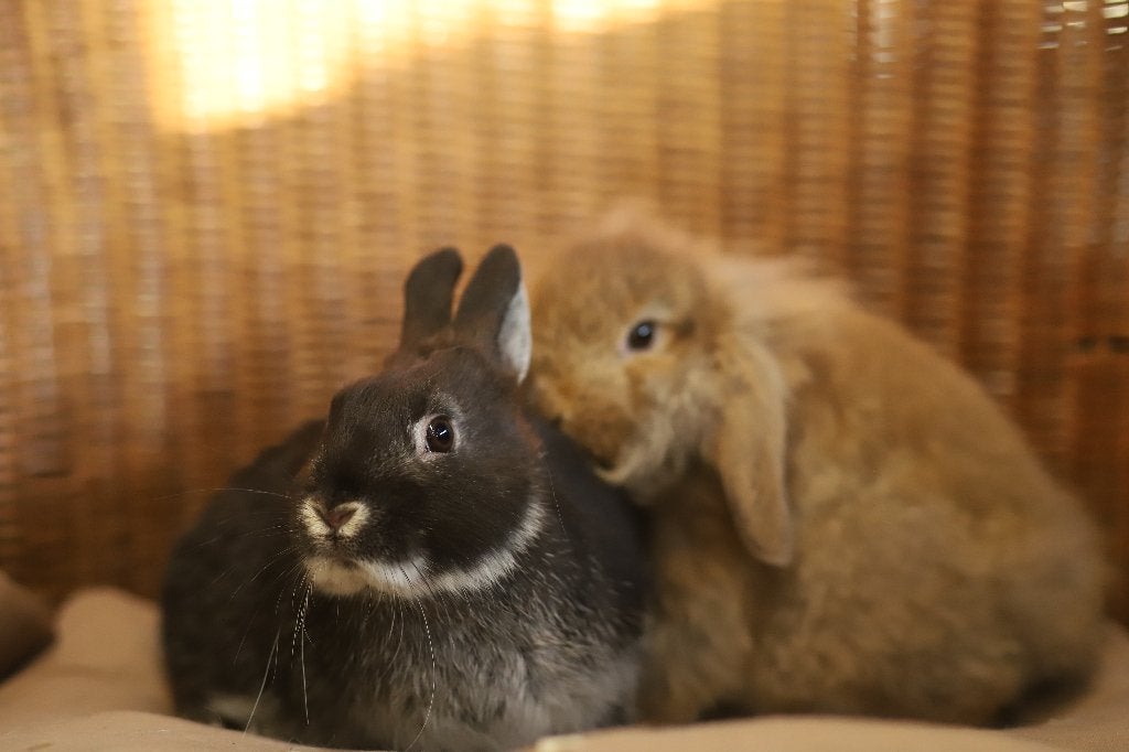 Gecastreerde rammen | Dwergkonijnen | Gezonde konijnen, Dieren en Toebehoren, Konijnen, Mannelijk, Dwerg, 0 tot 2 jaar