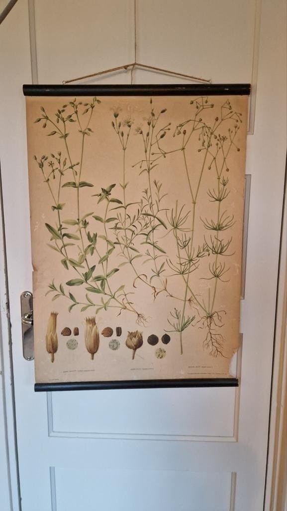 Vintage botanische schoolplaat uit 1953, Ophalen, Gebruikt