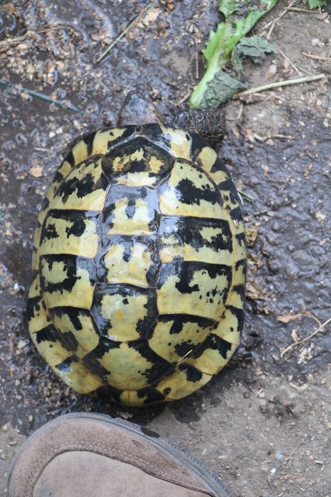griekse landschildpad, Dieren en Toebehoren, Reptielen en Amfibieën, Schildpad, 11 jaar of ouder