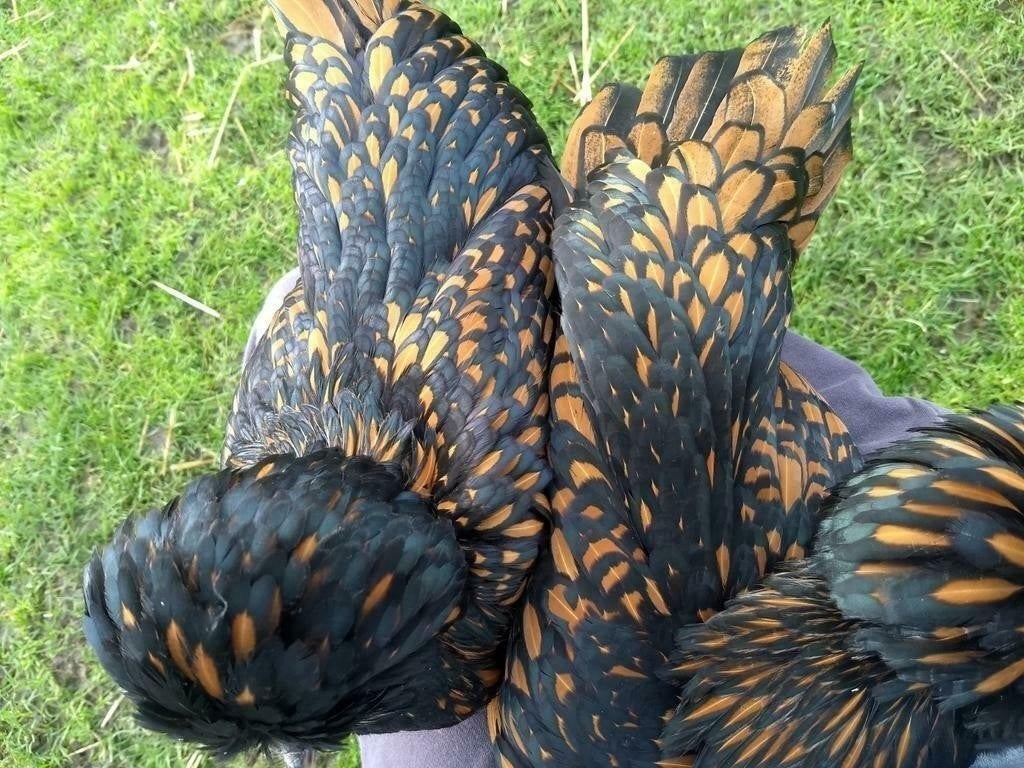 Jonge hennetjes Nederlandse Baardkuifhoen 2025, Dieren en Toebehoren, Vrouwelijk, Kip