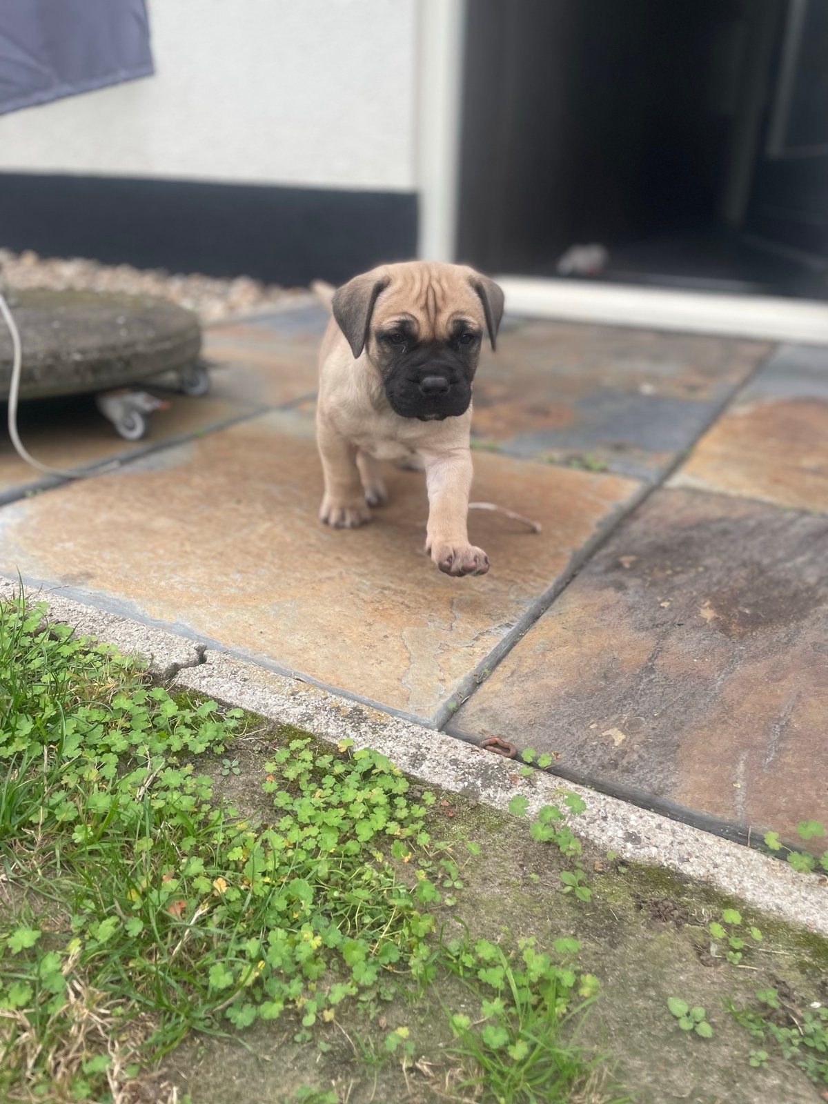 Nog 1 boerboel teefje beschikbaar!, Overige rassen, 8 tot 15 weken, Teef, CDV (hondenziekte)