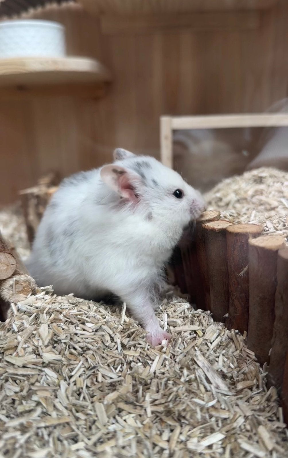 Syrische hamster + kooi, Dieren en Toebehoren, Hamster, Geslacht onbekend, November, Tam