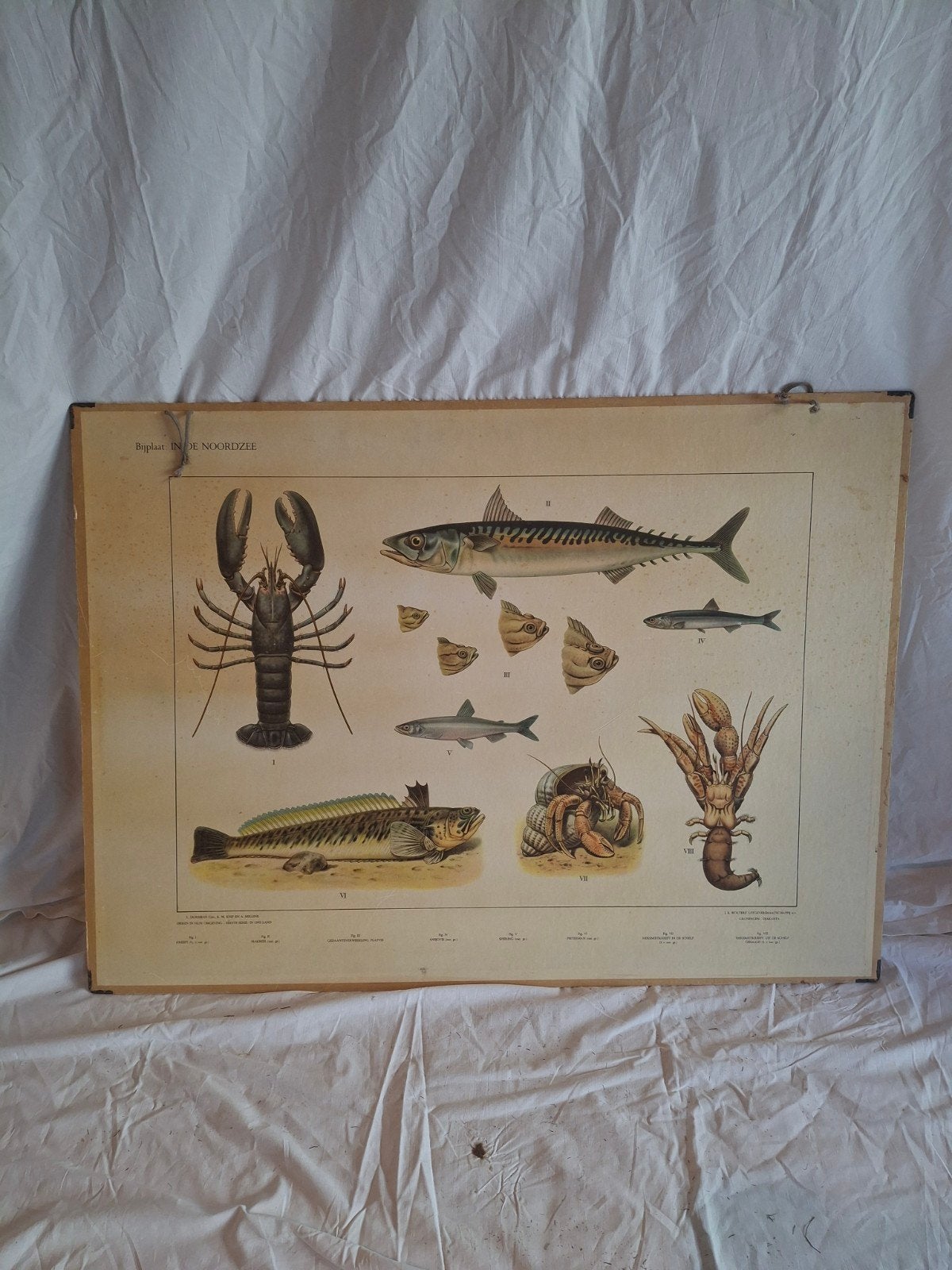 Vintage Dubbelzijdige Schoolplaat M.A. Koekkoek  In het Duin, Antiek en Kunst, Antiek | Schoolplaten, Ophalen, Natuur en Biologie