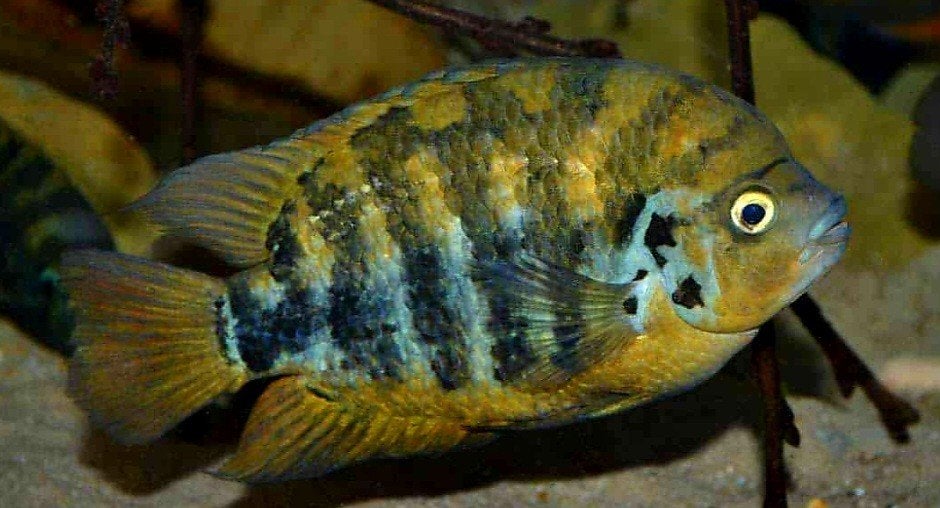 Aquariumvissen, Vis, Zoetwatervis