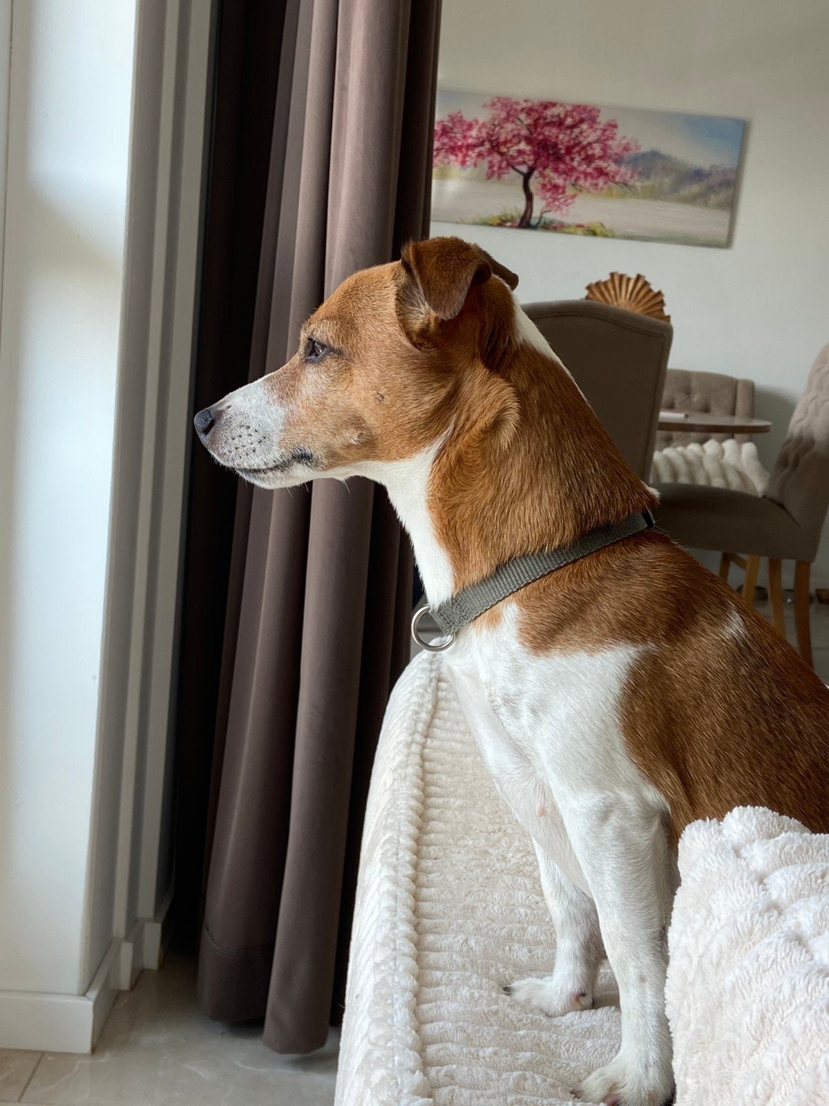 Oppas gezocht v jack russel 6 jaar, 6 jaar of ouder, Jack Russell Terriër, Reu, Parvo