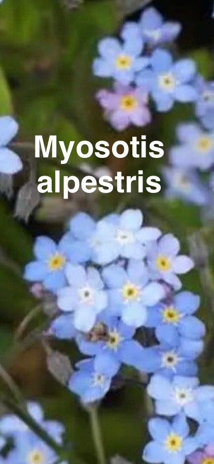 Zaden Vergeet-me-nietje, Myosotis alpestris, Ophalen of Verzenden, Volle zon