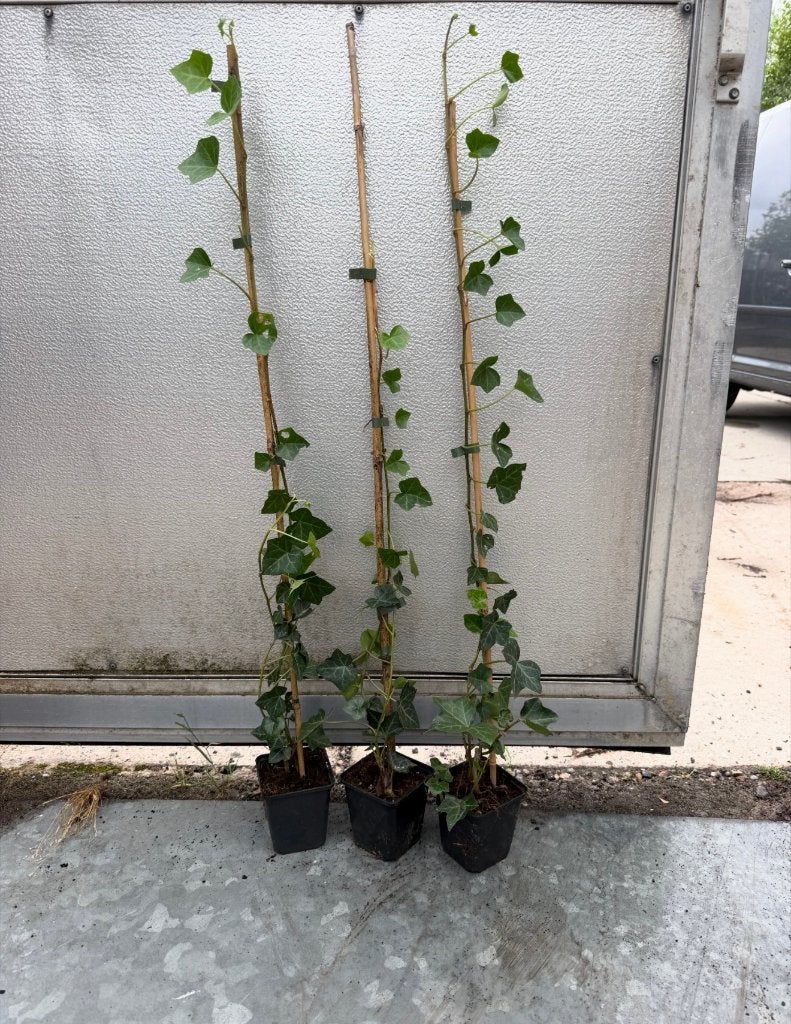 hedera hibernica klimop of als bodembedekker, Ophalen of Verzenden, Klimplanten, Halfschaduw