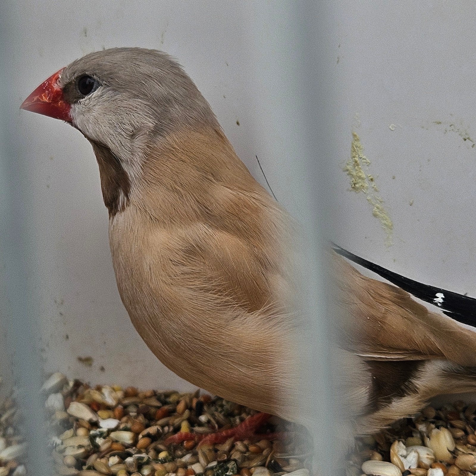 ceresamadine en spitsstaartamadine, Dieren en Toebehoren, Meerdere dieren